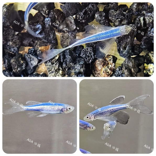 獨家改良：藍豹紋大帆仙子/大帆斑馬