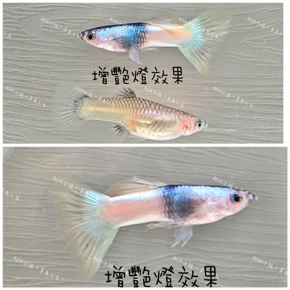 熊貓孔雀魚