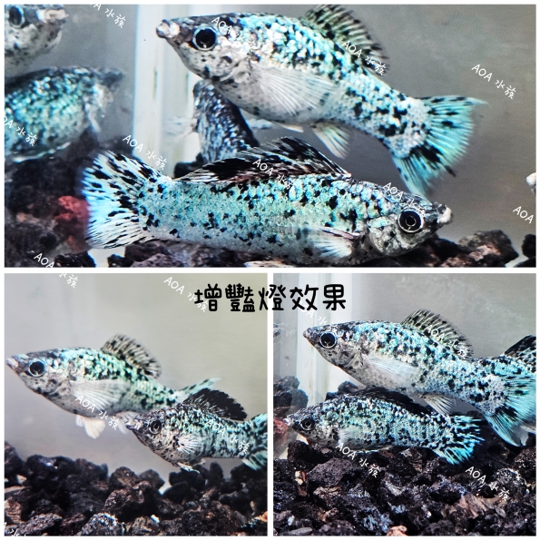 獨家改良：極光藍苿莉魚