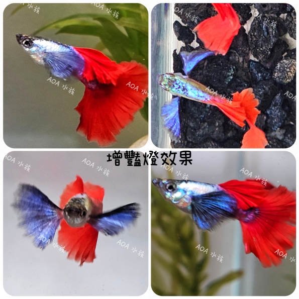 白金大耳孔雀魚