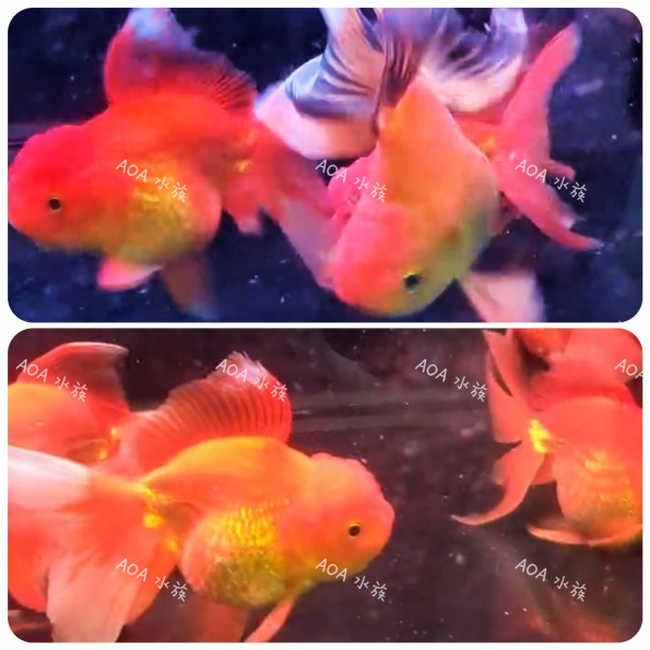 A級皮球獅頭／金魚