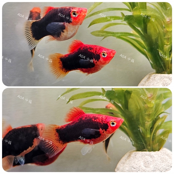 紅頭黑身鴛鴦球