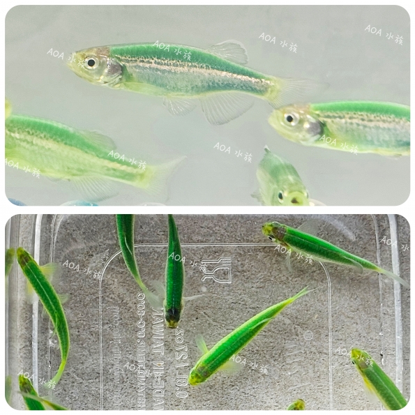 獨家改良-惡魔綠豹紋斑馬魚/豹紋仙子魚