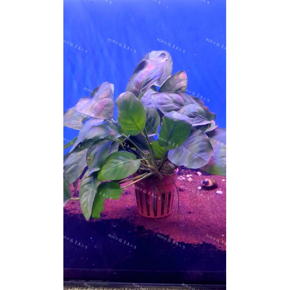 小榕／水草／陰性水草