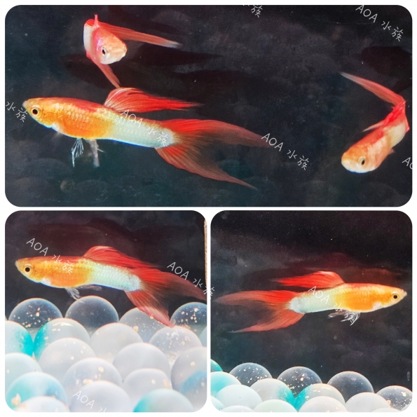 日本藍紅雙劍孔雀魚