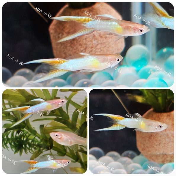 日本藍黃雙劍孔雀魚