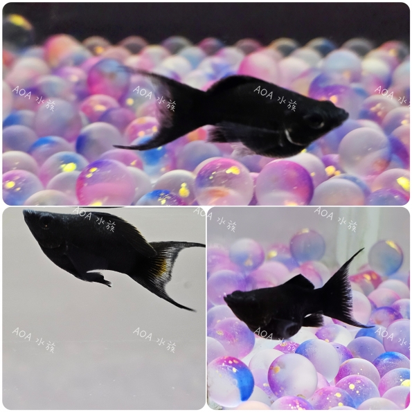黑天鵝球魚