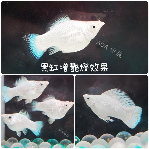 白金球魚