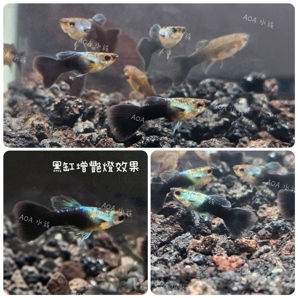 艾爾銀藍尾禮服／孔雀魚