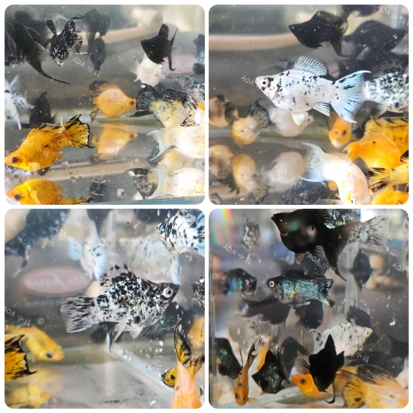 綜合球魚＆天鵝＆茉莉＆大帆