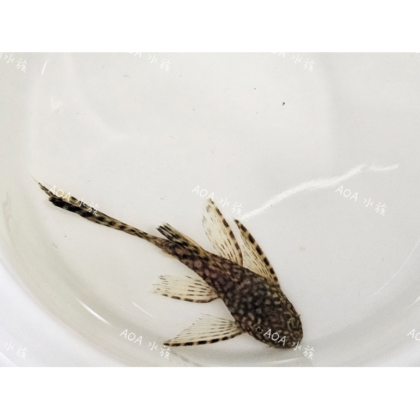 雪花大帆／異形