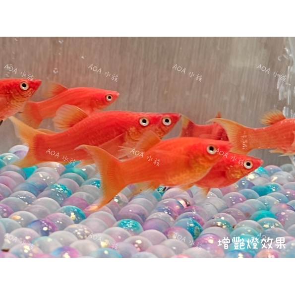 萊姆紅琴尾茉莉