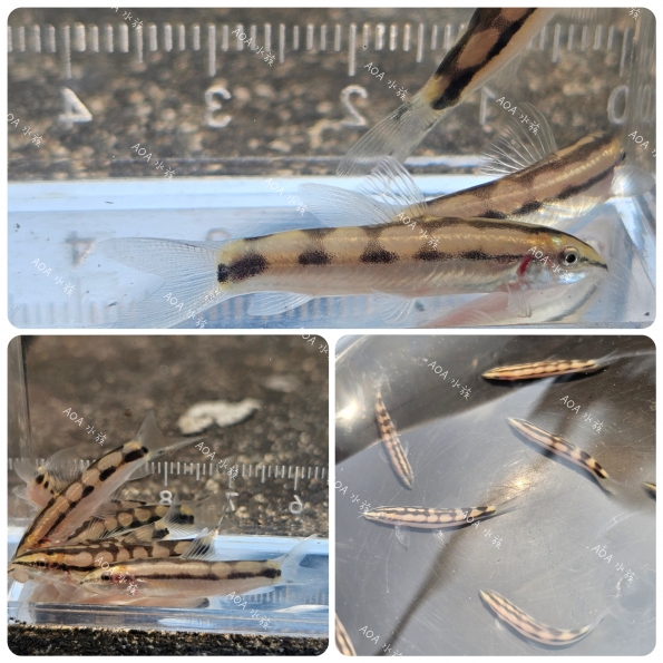 網球鼠／沙鰍