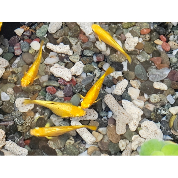 黃金茉莉魚／觀背
