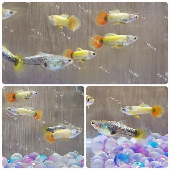 金莎小橘尾孔雀魚