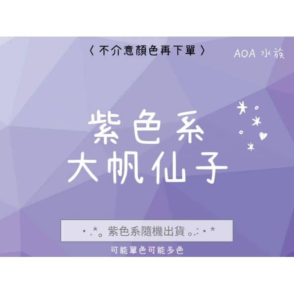 大帆仙子～紫色系專區