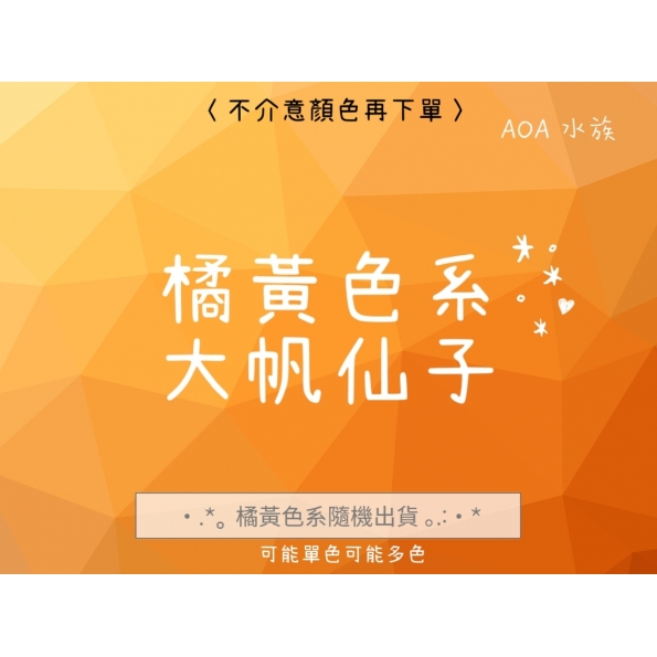 大帆仙子～橘黃系專區