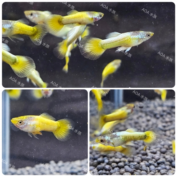 金莎小圓尾孔雀魚