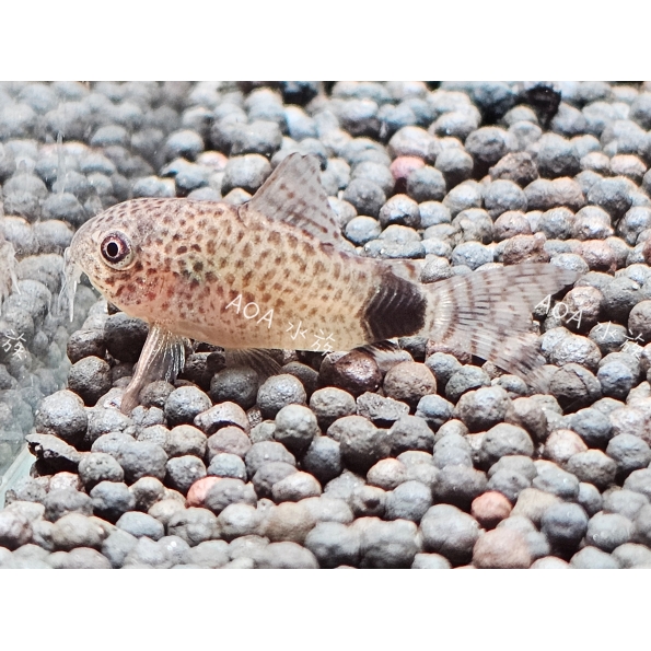 國王豹鼠／老鼠魚