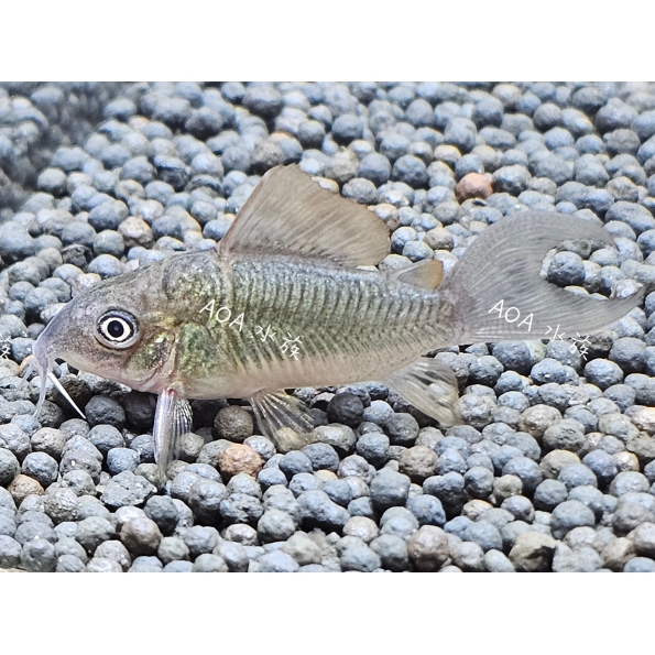 青銅鼠／老鼠魚