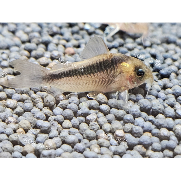 紅黑帶鼠／老鼠魚