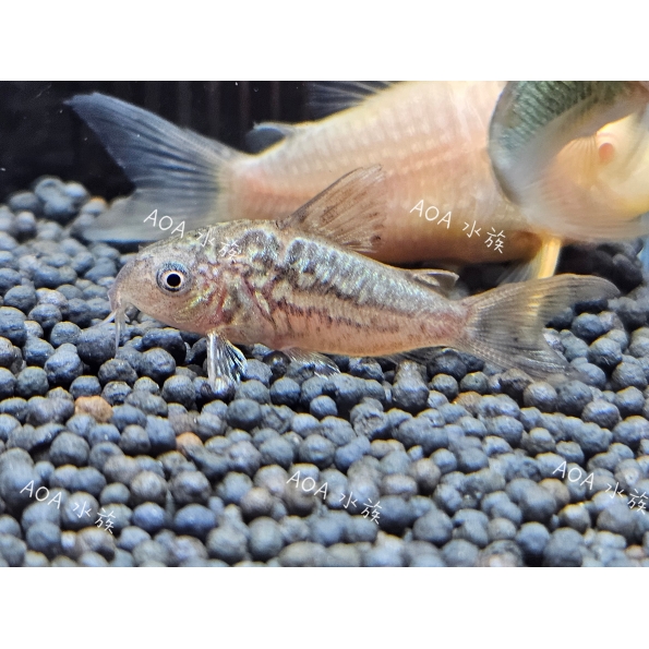 藍月鼠／老鼠魚