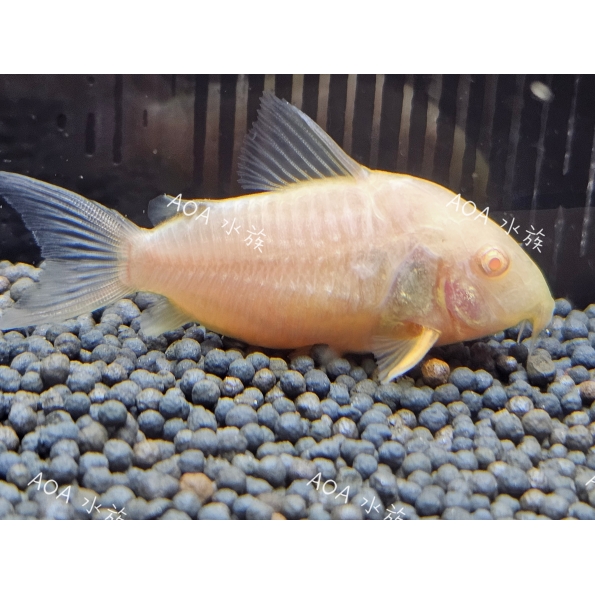 白子珍珠鼠／老鼠魚