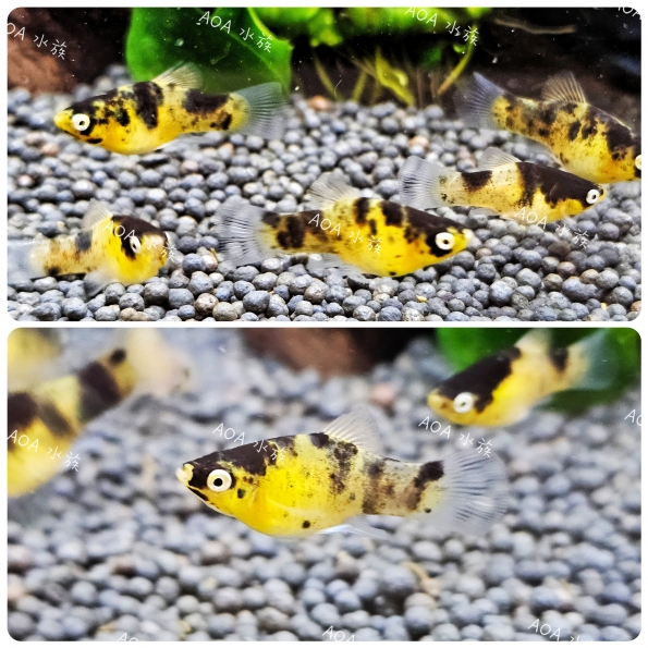 大黃蜂太陽／球魚／滿魚