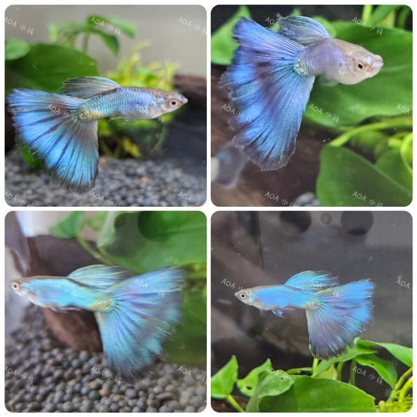 辛加藍孔雀魚／亞成魚