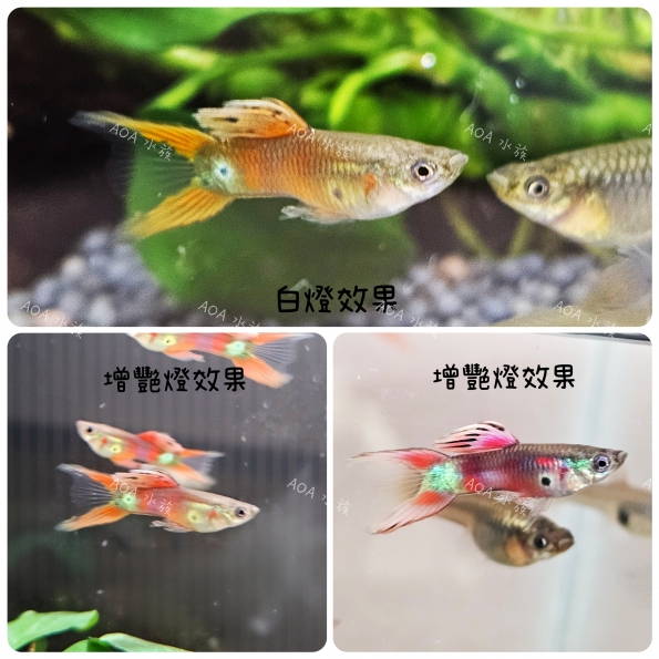 拉朱力紅雙劍孔雀魚