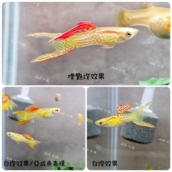 黃化紅蕾絲雙劍孔雀魚