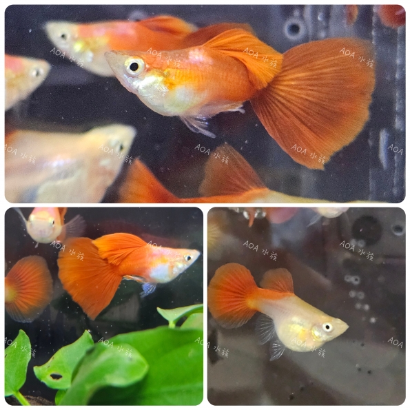 短身佛朗明哥紅孔雀魚