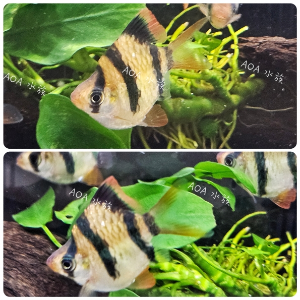 糰子四間／短身