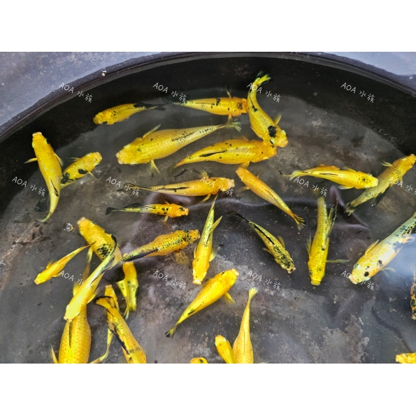 B級黃金老虎茉莉魚