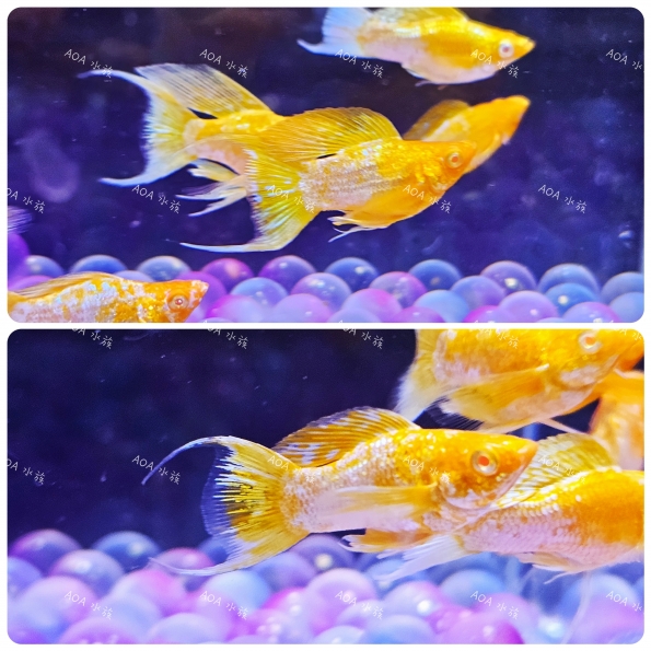 紅眼金莎琴尾茉莉