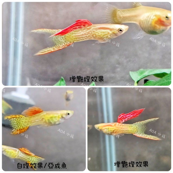 黃化紅蕾絲雙劍孔雀魚