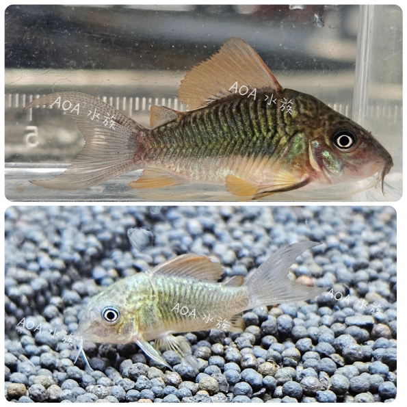 青銅鼠／老鼠魚