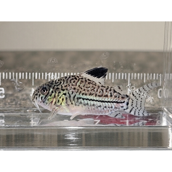 茉莉鼠／老鼠魚