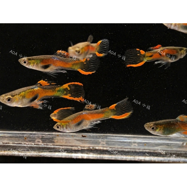 安德拉斯雙劍孔雀魚