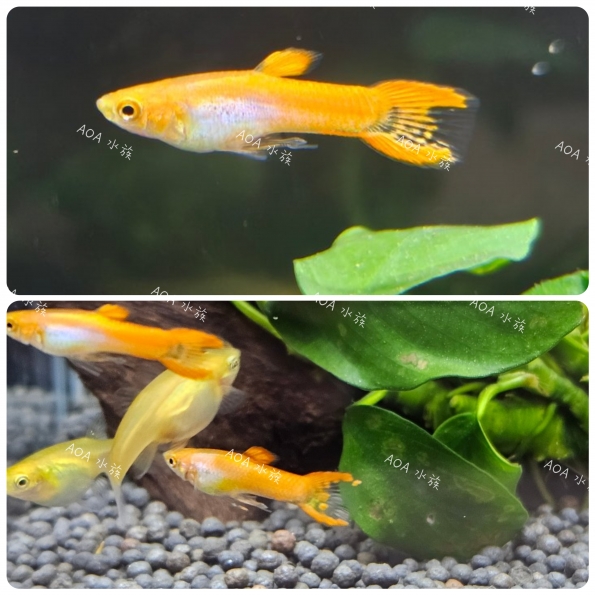 橘子精靈孔雀魚
