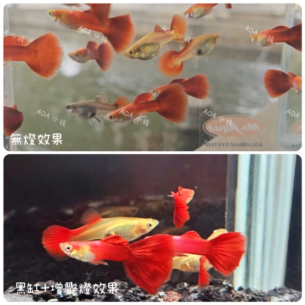 佛朗明哥孔雀魚