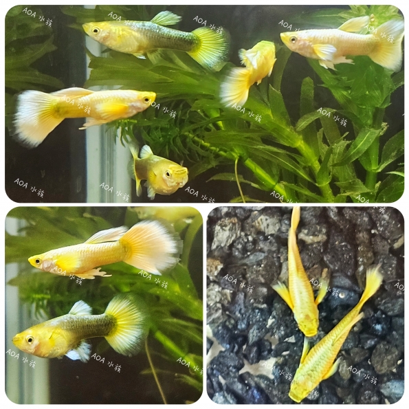 黃金甲孔雀魚