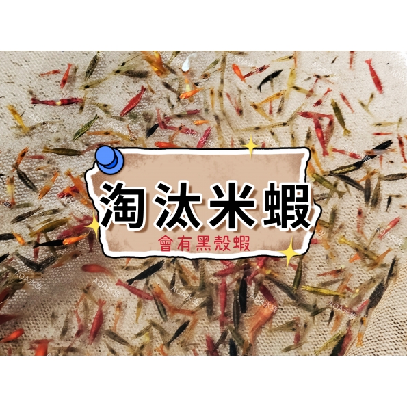 淘汰米蝦