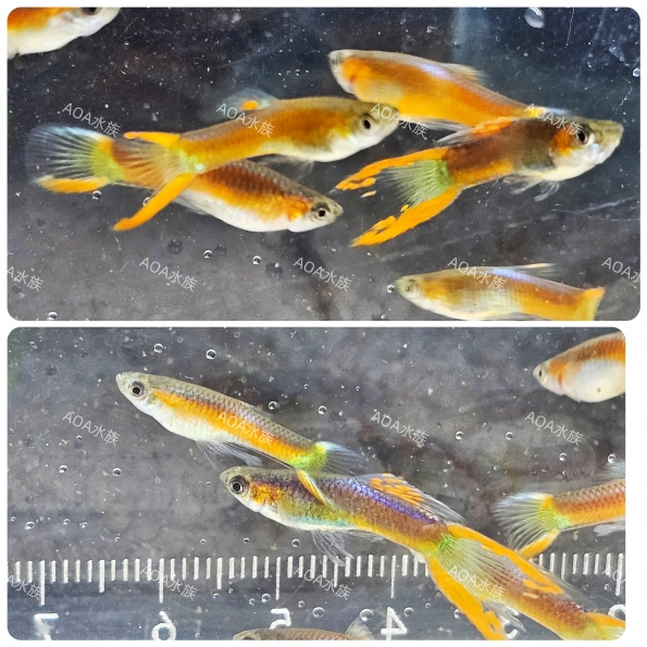 彩虹安德拉斯孔雀魚