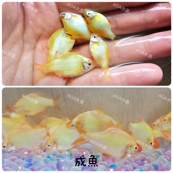黃金精靈鯽／鯽魚