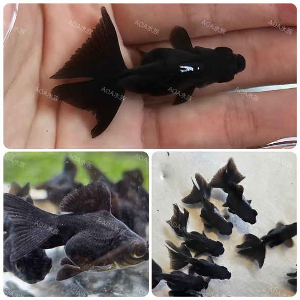 黑蝶尾小金魚