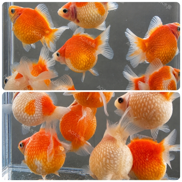 乒乓球珠鱗