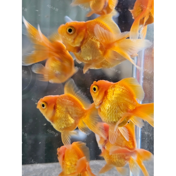 皮球獅頭金魚