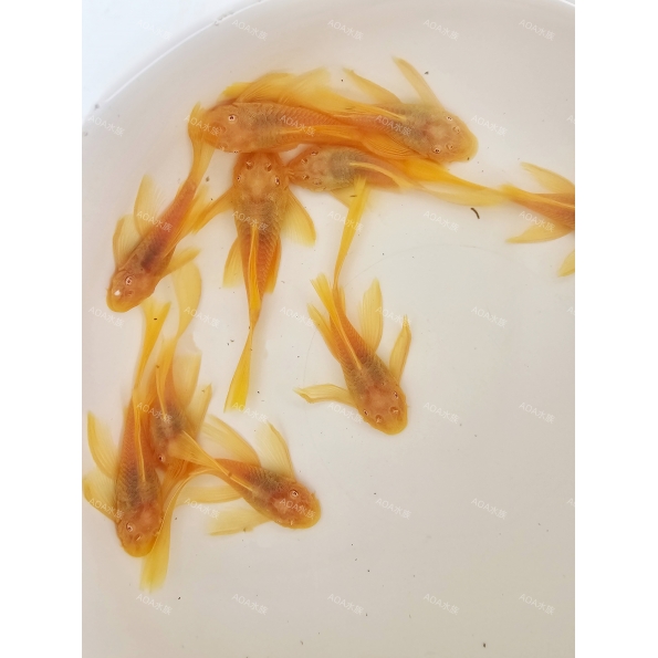 24K白子大帆／異形