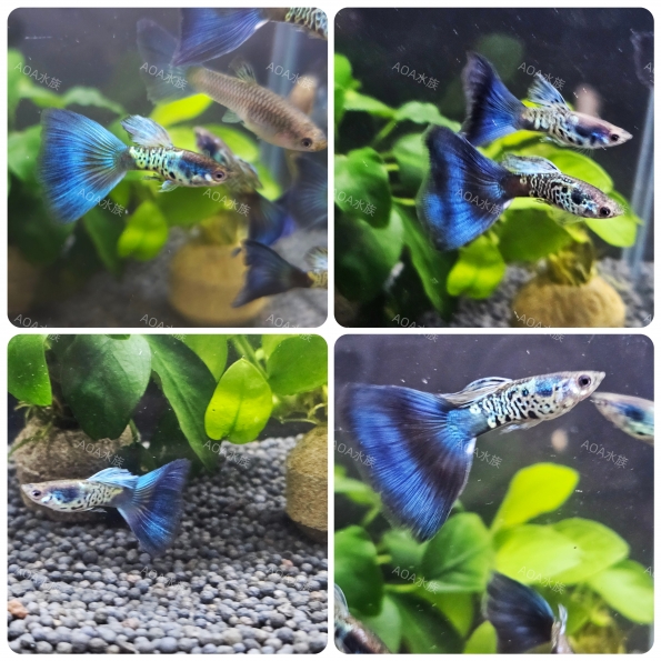 銀河藍尾孔雀魚